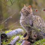 Fatos interessantes sobre o Monte Rushmore, um marco icônico dos EUA
