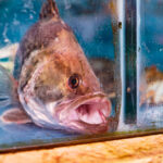 Serasa busca pessoa para viajar pelo Brasil e ganhar R$ 100 mil