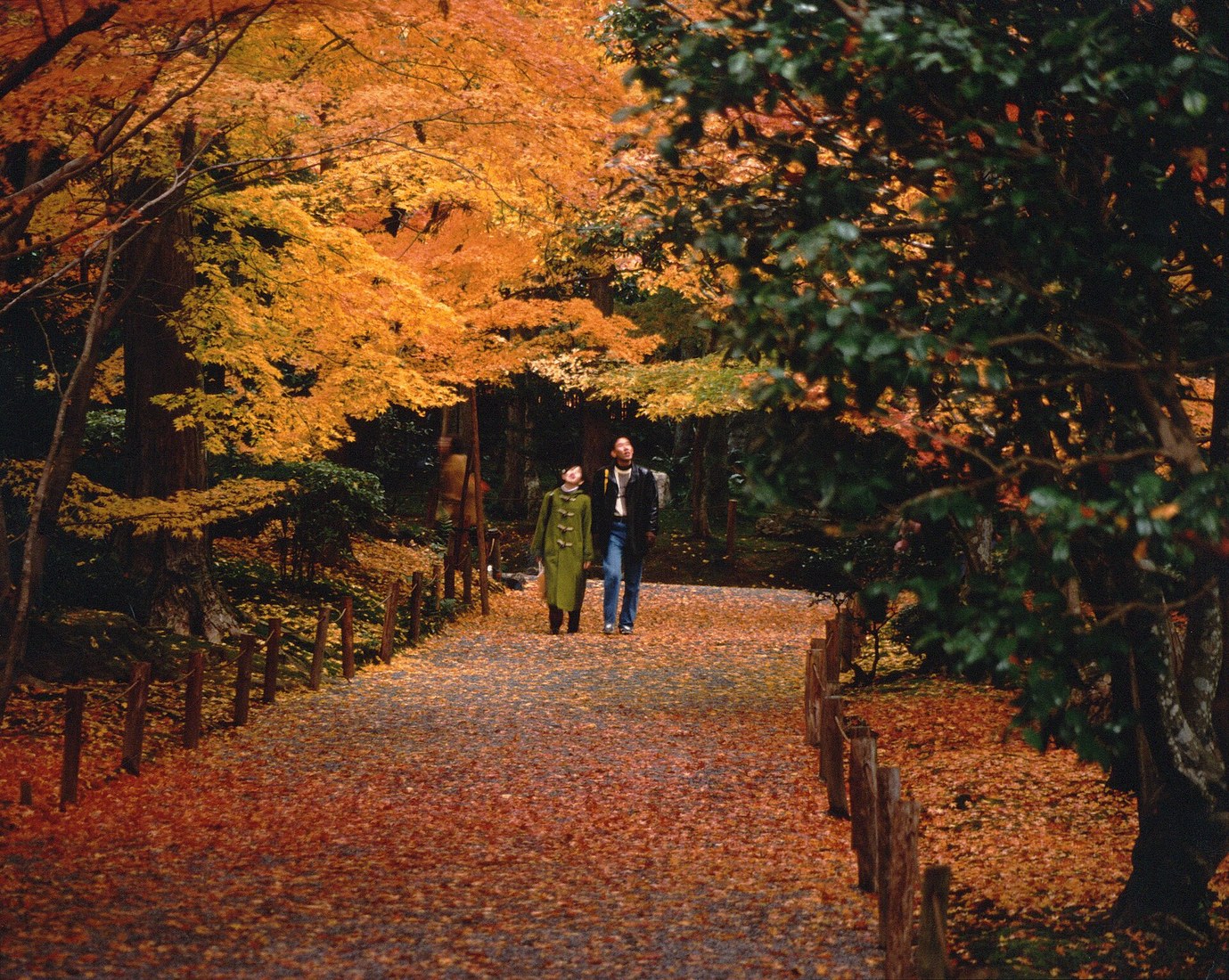 Folhas de outono em Kyoto para comparar a melhor época para visitar o Japão