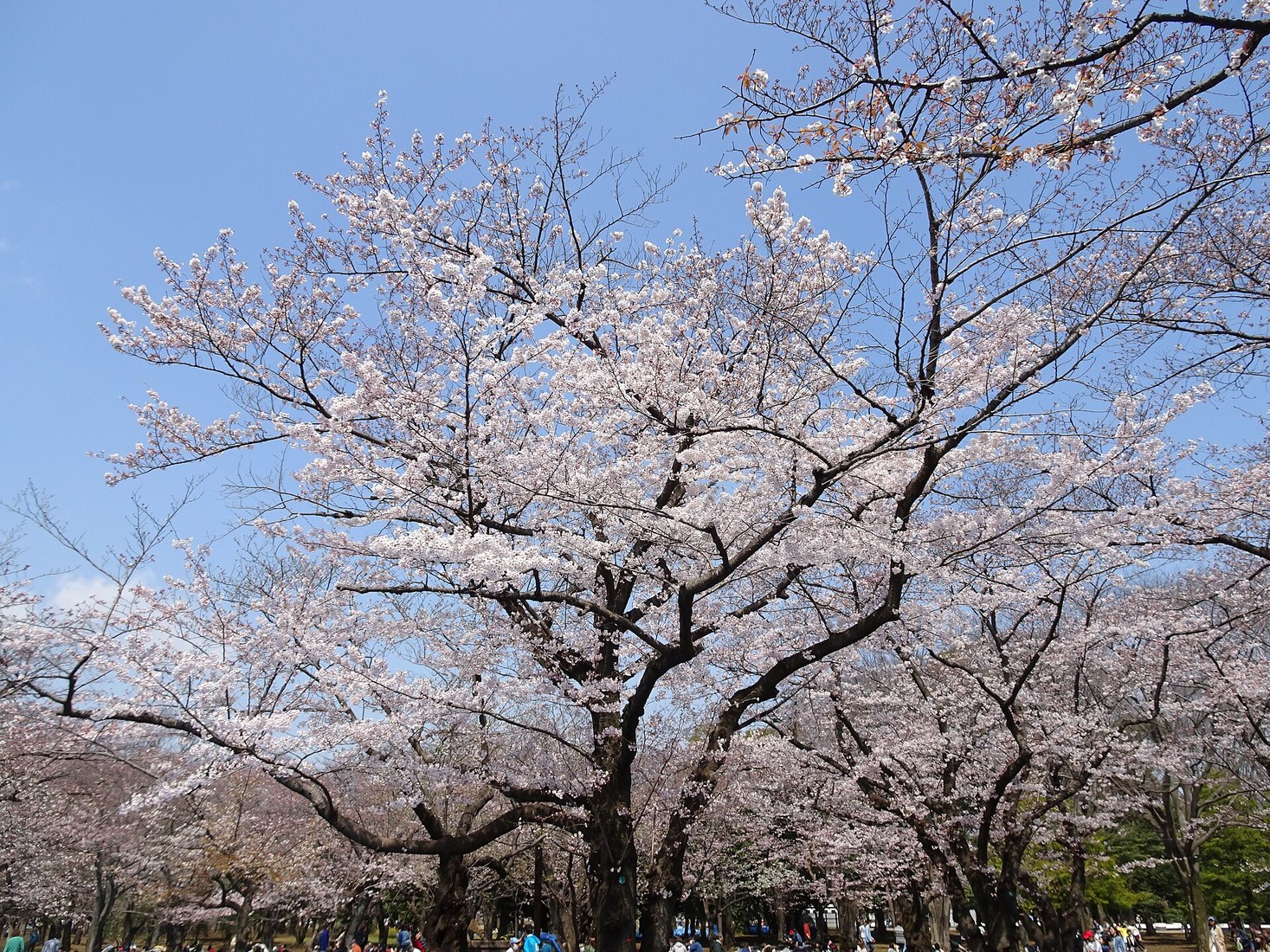 Cerejeiras em Tóquio para ilustrar a melhor época para visitar o Japão na primavera