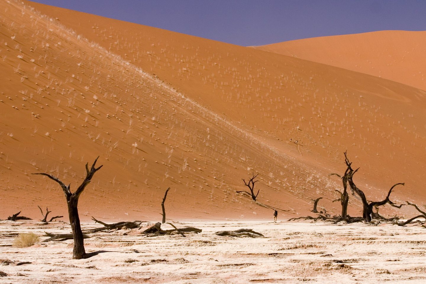 Árvores secas, dunas alaranjadas e solo claro em Deadvlei na Namíbia